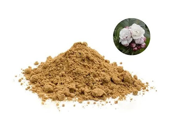 Nguyên liệu cao bạch đồng nữ ở đâu?