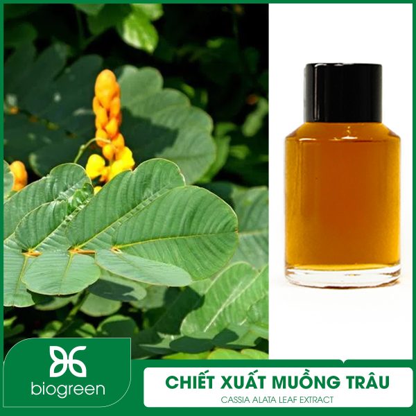 Chiết xuất Muồng trâu để làm gì?