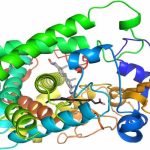 Tìm hiểu: Enzyme là gì?