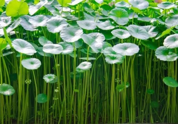 Khi ăn rau má nhiều có tốt không?