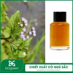 Cây cỏ ngũ sắc thế nào?