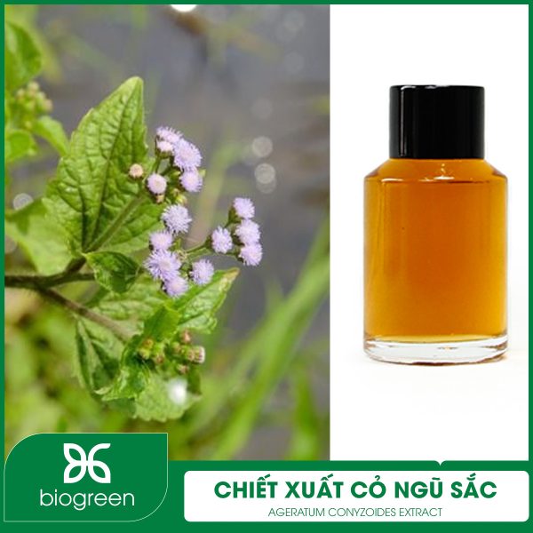 Cây cỏ ngũ sắc thế nào?