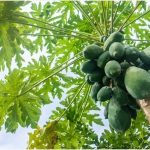 Thu nhận enzyme papain từ thiên nhiên bằng phương pháp gì?