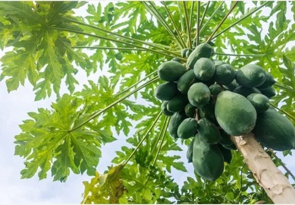Thu nhận enzyme papain từ thiên nhiên bằng phương pháp gì?